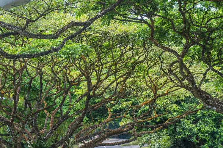 southern ridges trees - singapore