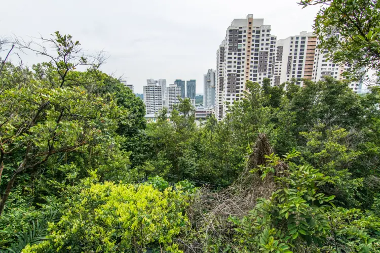 canopy walk southern ridges - singapore