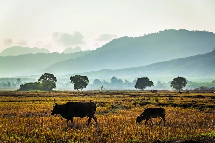 countryside langkawi island malaysia