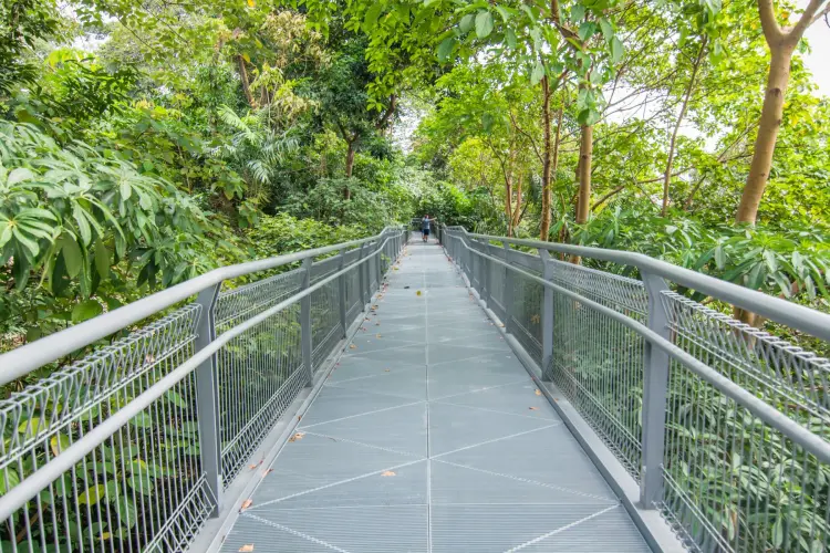 canopy walk southern ridges - singapore