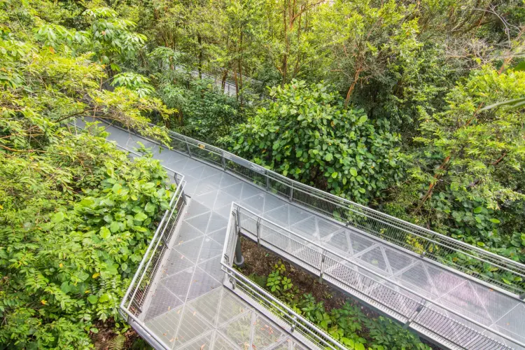 canopy walk southern ridges - singapore