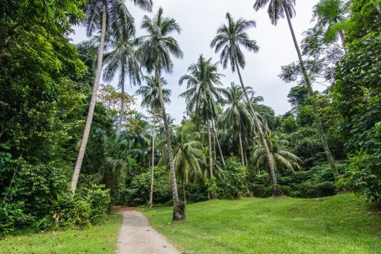 cocotiers sensory trail pulau ubin singapour