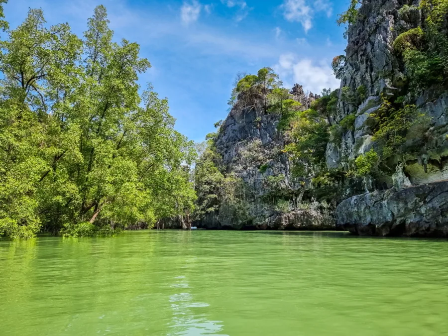 mangrove discovery ko thalu bay of phang nga