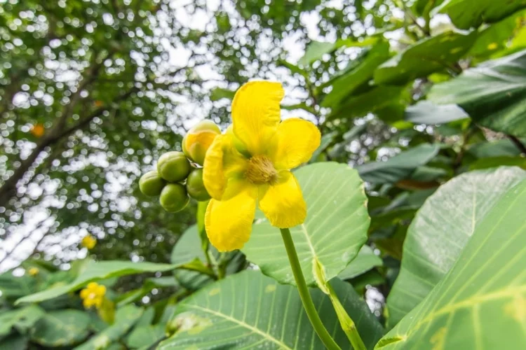 yellow flower southern ridges - singapore