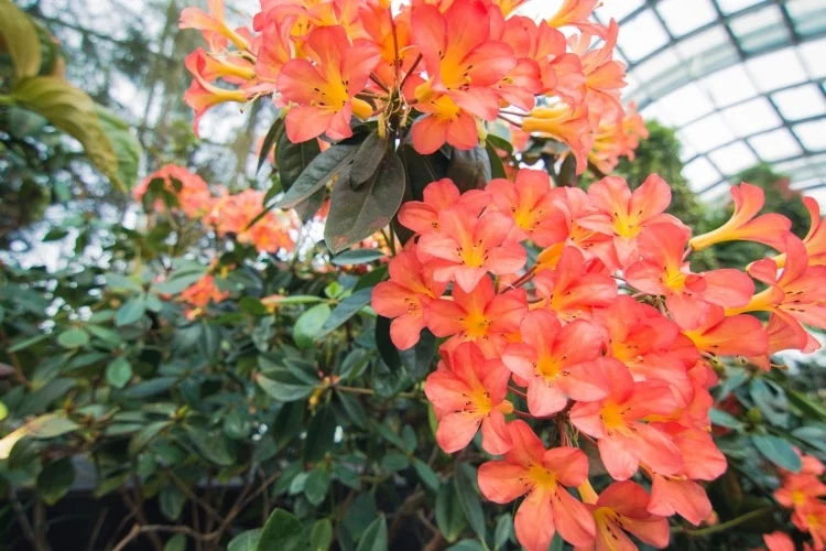 flowers lost world cloud forest dome singapore