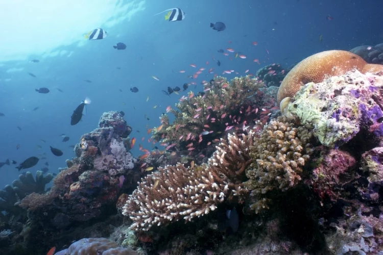 seabed-sipadan-island-sabah-malaysia