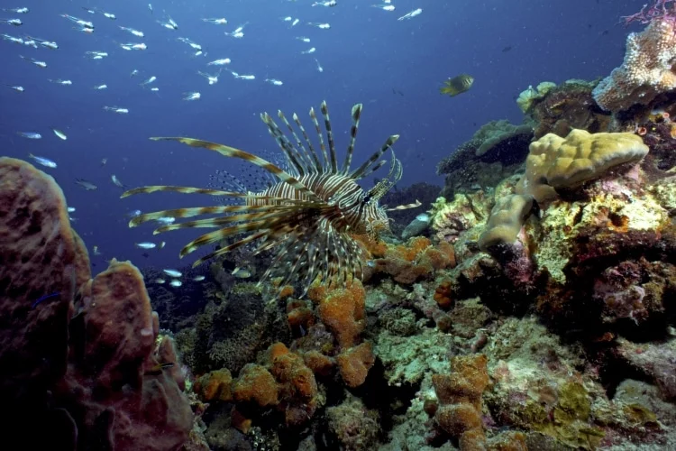 seabed-park-tunku-abdul-rahman-kota-kinabalu-sabah