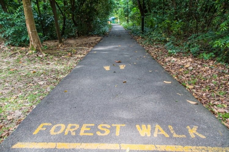 forest walk southern ridges - singapour