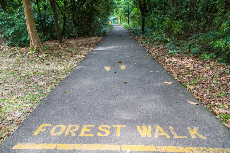 forest walk southern ridges - singapore