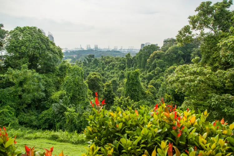 jungle mount faber - southern ridges - singapore