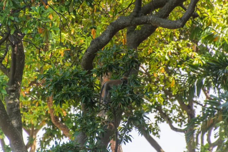 macaque tree kusu island singapore