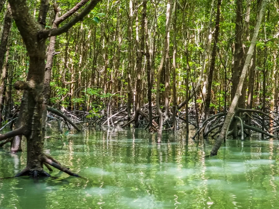 mangrove around ko thalu phang nga bay