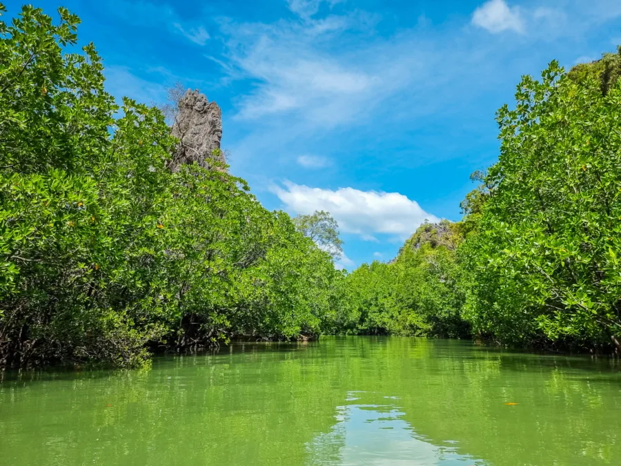 mangrove of ko thalu bay of phang nga