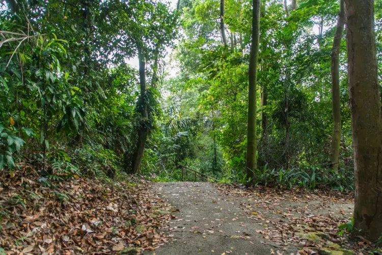 marang trail southern ridges - singapore