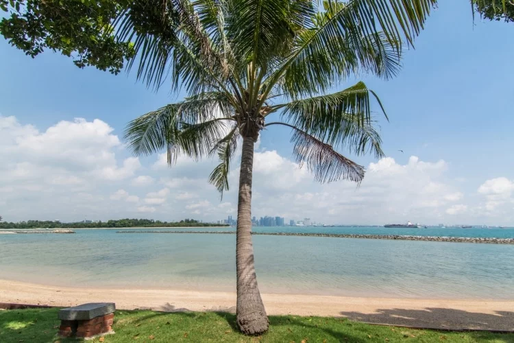 palm kusu island singapore