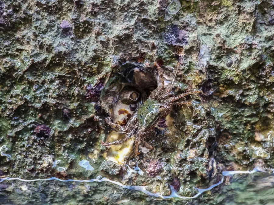 small crab wall ko hong phang nga bay