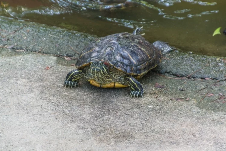 little turtle kusu island singapore