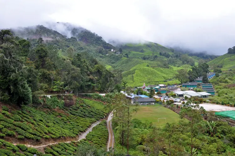 cameron highlands tea plantation - malaysia