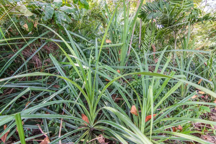 plants datok kong kusu island singapore