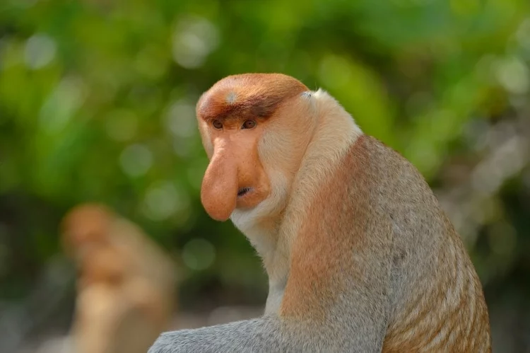 proboscis monkey at labuk bay