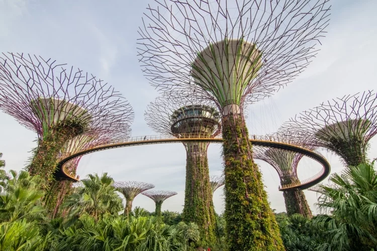 super tree grove gardens by the bay singapore