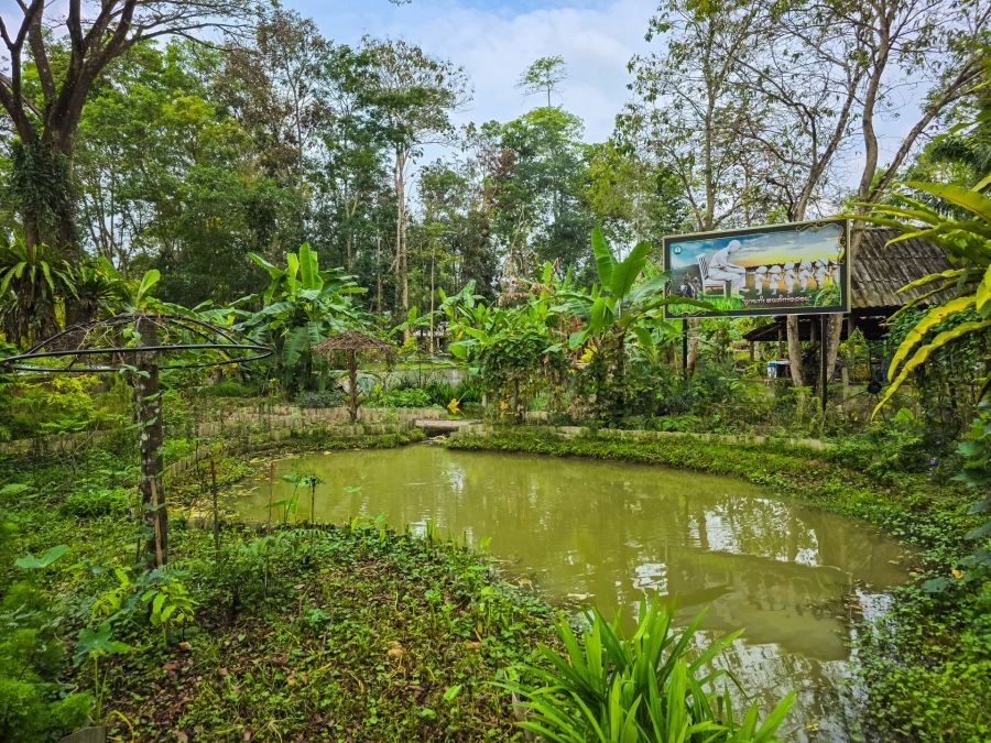 nong yai area development project under royal initiative chumphon