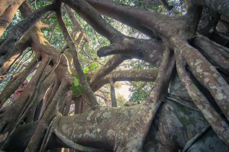 banyan tree park ramkhamhaeng sukhothai