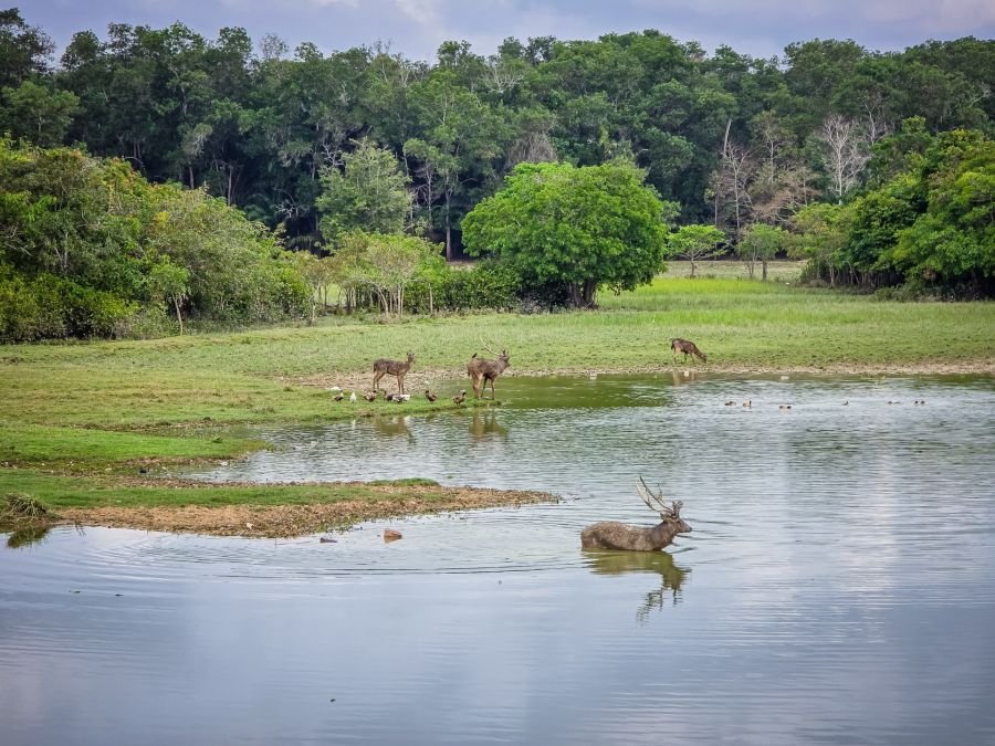 cerfs visible au nong yai area development project under royal initiative chumphon