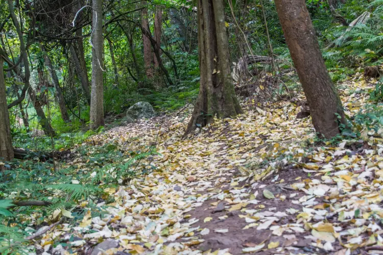 path climb park ramkhamhaeng sukhothai
