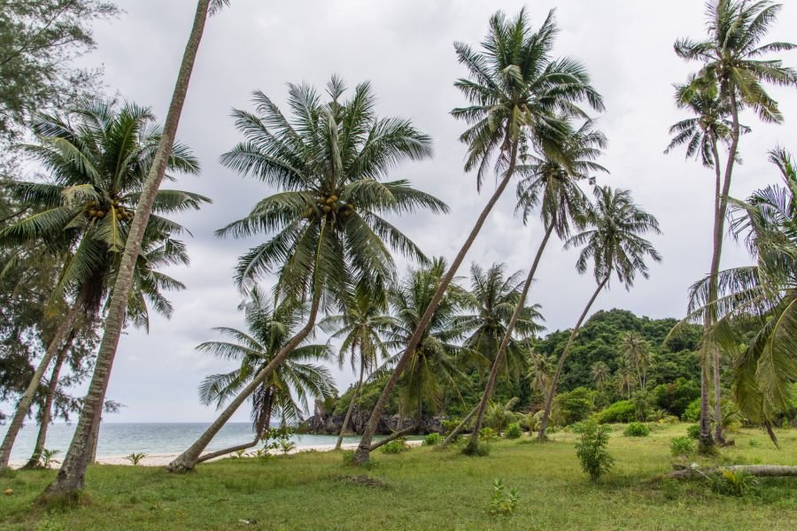 cocotiers au bord de ban chak beach chumphon