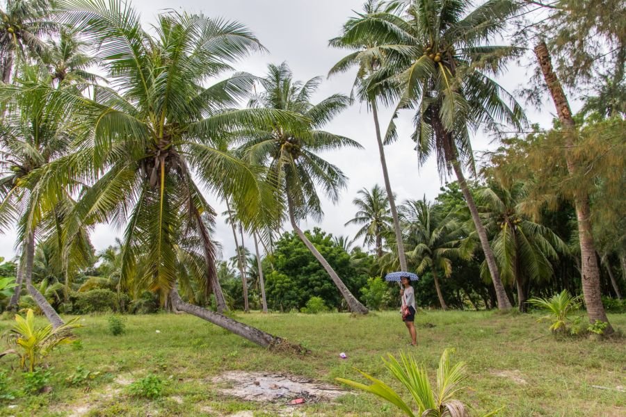 cocotiers plage de ban chak beach chumphon