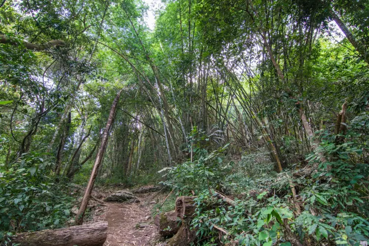 bamboo forest ramkhamhaeng park sukhothai