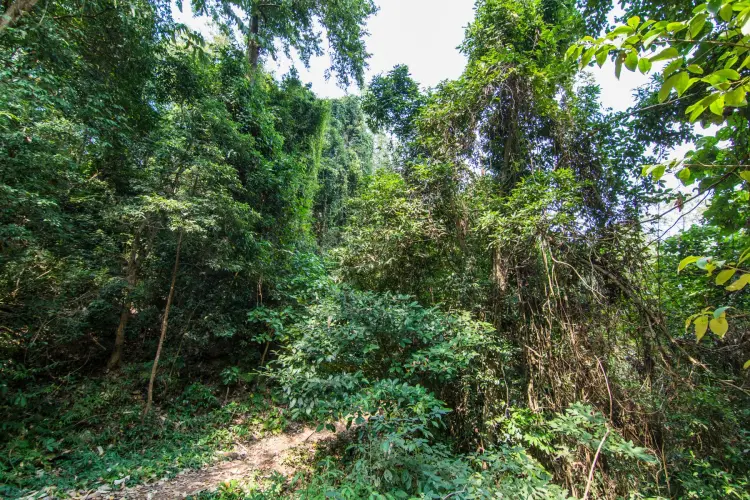 forest park ramkhamhaeng sukhothai