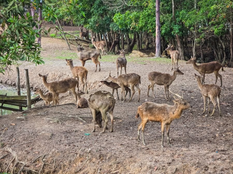 groupe de cerfs et biches nong yai area development project under royal initiative chumphon