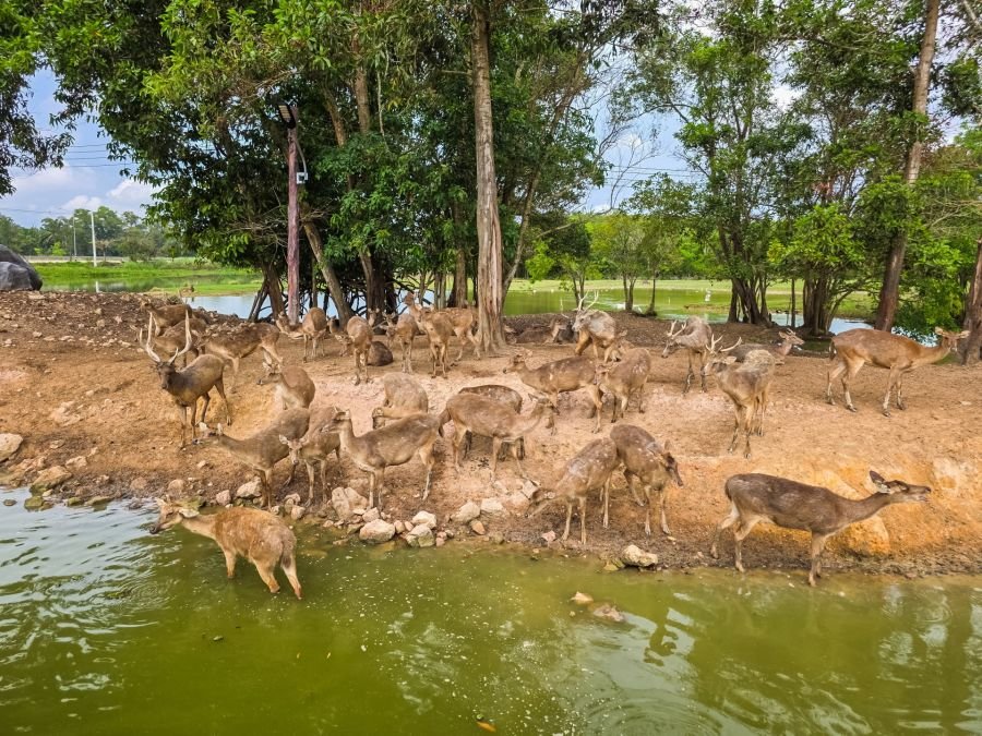 groupement de cerfs nong yai area development project under royal initiative chumphon