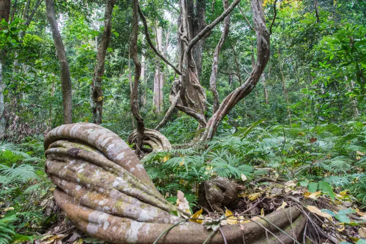 lianas ramkhamhaeng park sukhothai