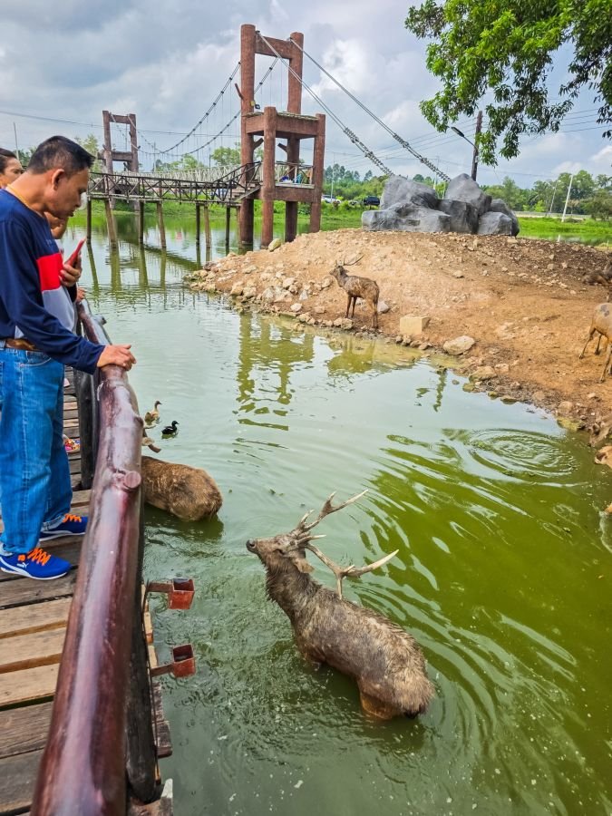 locaux nourrissant les cerfs nong yai area development project under royal initiative chumphon