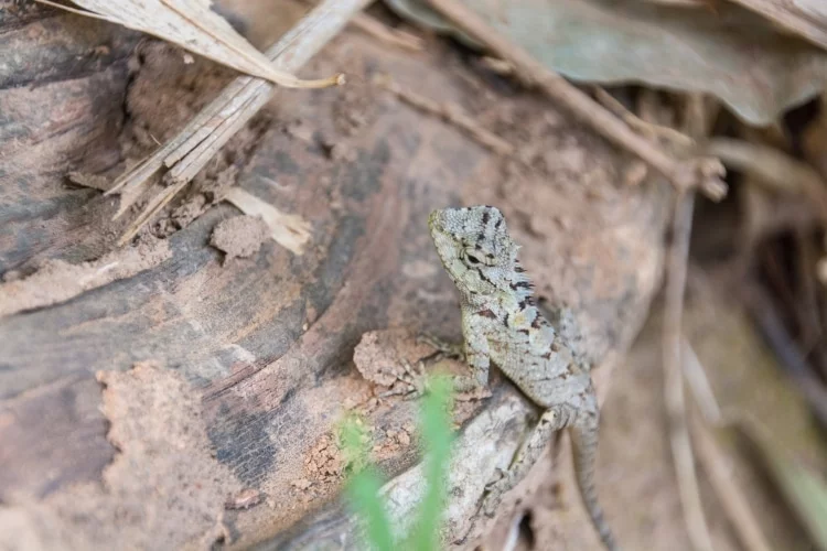 little lizard ramkhamhaeng park sukhothai