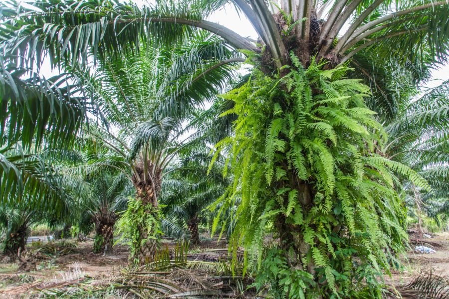 plantation de palmiers ban chak beach 1 chumphon
