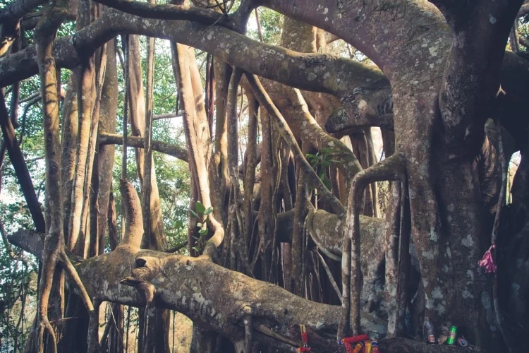 roots banyan park ramkhamhaeng sukhothai