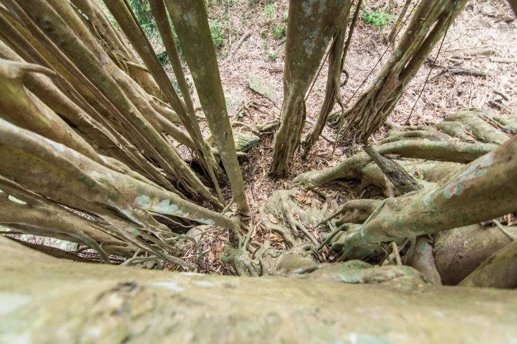 deep roots banyan tree ramkhamhaeng park sukhothai