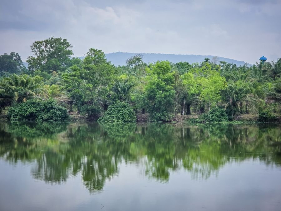 reflets de la vegetation au nong yai area development project under royal initiative chumphon