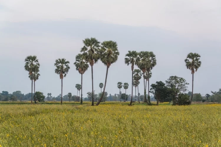 rice fields near ramkhamhaeng park sukhothai