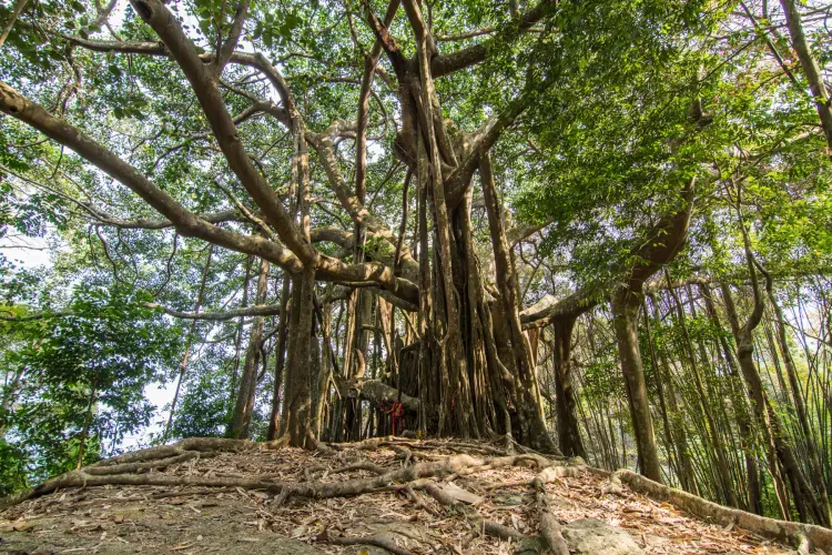 beautiful banyan tree ramkhamhaeng park sukhothai
