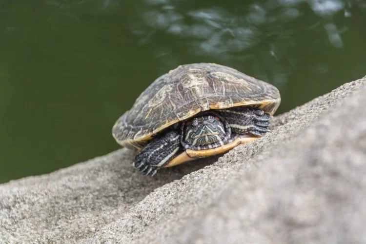 turtle - hong kong park