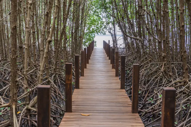 allee mangrove khung kraben - chao lao - chanthaburi