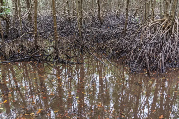 mangrove trees khung kraben - chao lao - chanthaburi