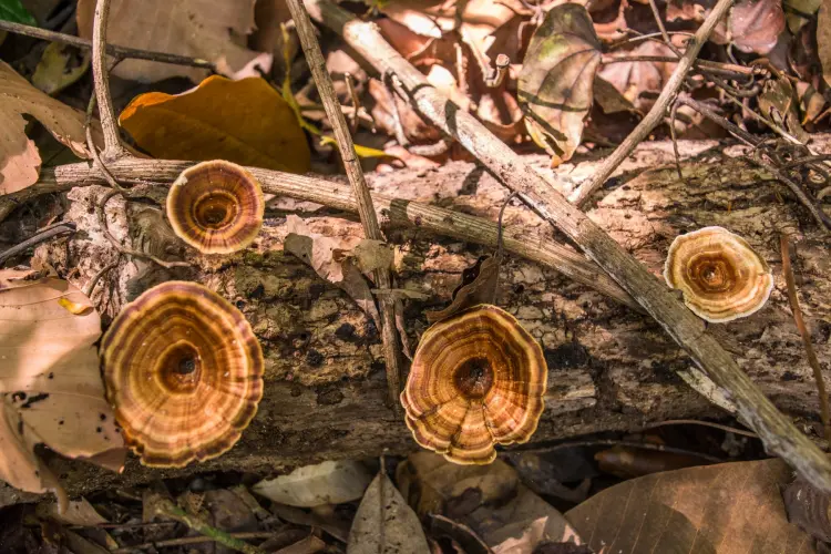 mushrooms - namtok phlio - chanthaburi - thailand