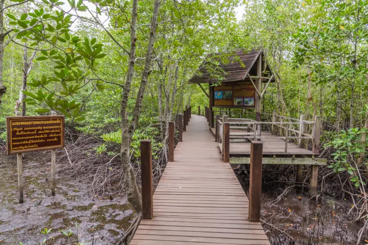 mangrove entrance khung kraben - chao lao - chanthaburi