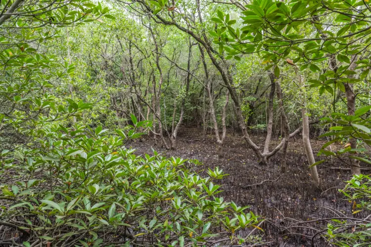 mangrove khung kraben - chao lao - chanthaburi